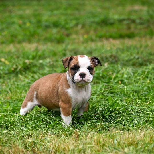 chiot Bulldog continental fauve Before the line Elevage des Symphonies d'arlequin  