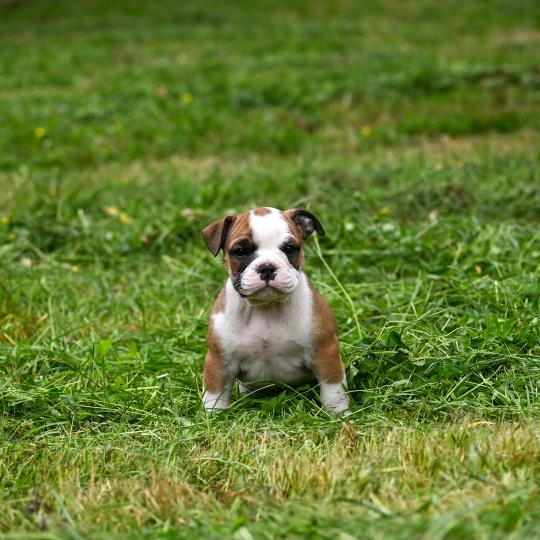 chiot Bulldog continental fauve Before the line Elevage des Symphonies d'arlequin  