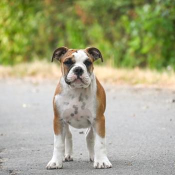 Before the line Des Symphonies d'arlequin Mâle Bulldog continental