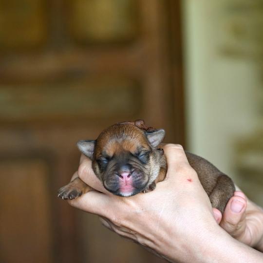 Before the storm Des Symphonies d'arlequin Femelle Bulldog continental