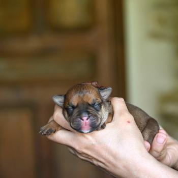 Before the storm Des Symphonies d'arlequin Femelle Bulldog continental