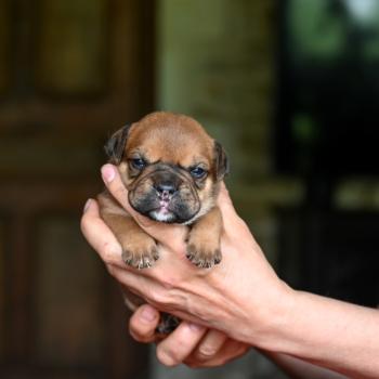 Before the storm Des Symphonies d'arlequin Femelle Bulldog continental