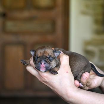 Before today Des Symphonies d'arlequin Femelle Bulldog continental