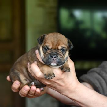 Before today Des Symphonies d'arlequin Femelle Bulldog continental