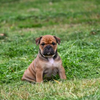 Before today Des Symphonies d'arlequin Femelle Bulldog continental