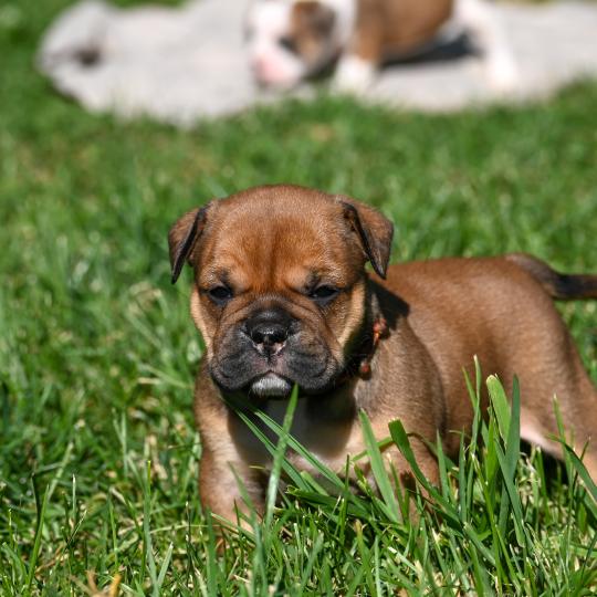 chiot Bulldog continental fauve Before today Elevage des Symphonies d'arlequin  