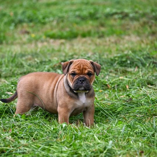 chiot Bulldog continental fauve Before today Elevage des Symphonies d'arlequin  