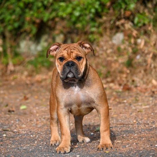 chiot Bulldog continental fauve Before today Elevage des Symphonies d'arlequin  