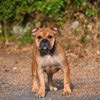 Before today Des Symphonies d'arlequin Femelle Bulldog continental