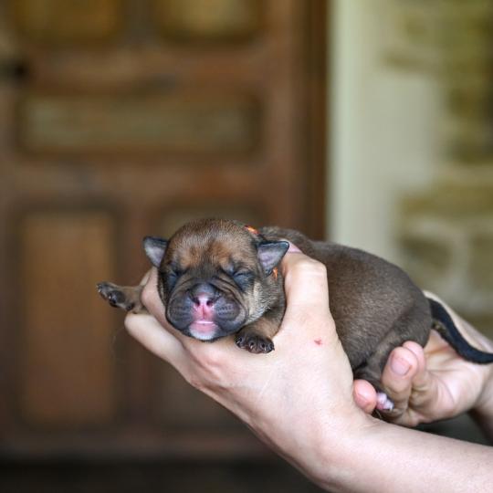 chiot Bulldog continental fauve Before you Elevage des Symphonies d'arlequin  