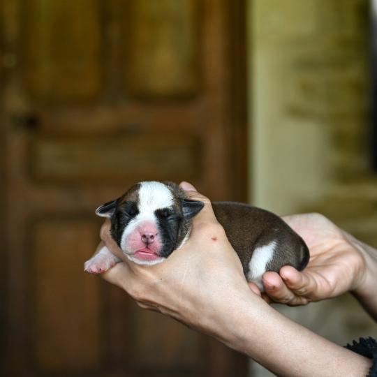 chiot Bulldog continental fauve Before you Elevage des Symphonies d'arlequin  