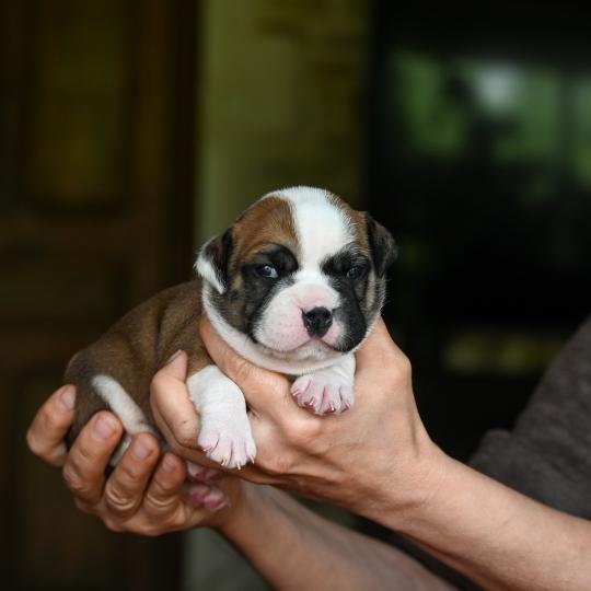 chiot Bulldog continental fauve Before you Elevage des Symphonies d'arlequin  