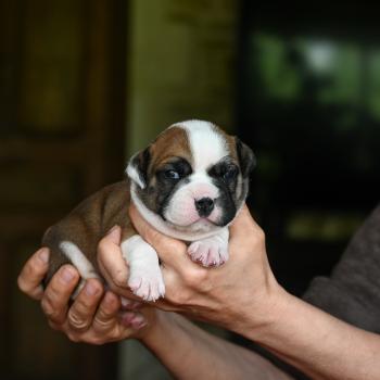 Before you Des Symphonies d'arlequin Femelle Bulldog continental