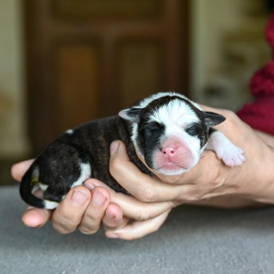 Behind the Walls Des Symphonies d'arlequin Mâle Bulldog continental