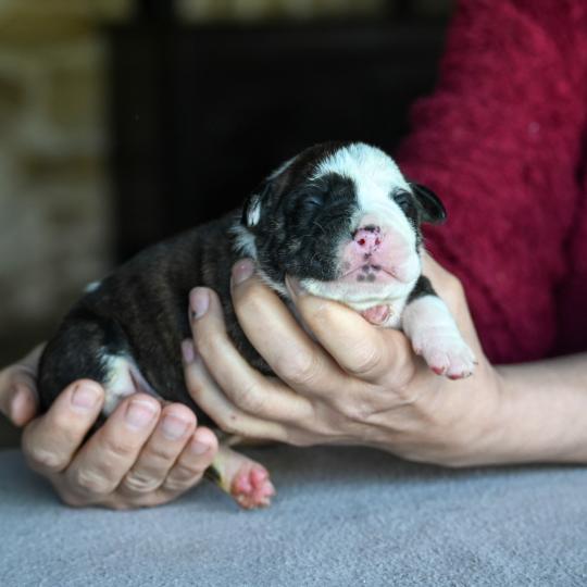 chiot Bulldog continental Bringé panachure blanche Behind the Walls Elevage des Symphonies d'arlequin  