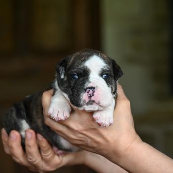 Behind the Walls Des Symphonies d'arlequin Mâle Bulldog continental