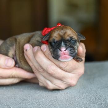 Behind love Des Symphonies d'arlequin Mâle Bulldog continental