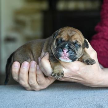 Behind love Des Symphonies d'arlequin Mâle Bulldog continental