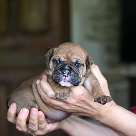 chiot Bulldog continental Fauve Behind love Elevage des Symphonies d'arlequin  