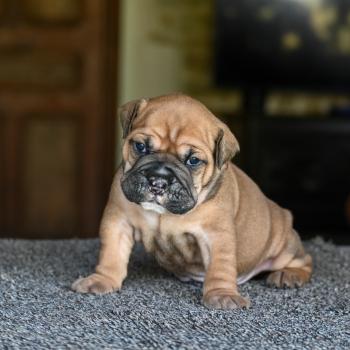 Behind love Des Symphonies d'arlequin Mâle Bulldog continental