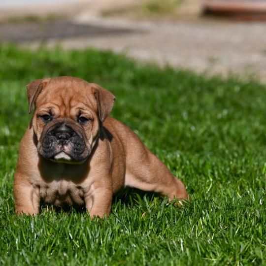 chiot Bulldog continental Fauve Behind love Elevage des Symphonies d'arlequin  