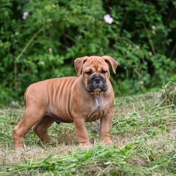 Behind love Des Symphonies d'arlequin Mâle Bulldog continental
