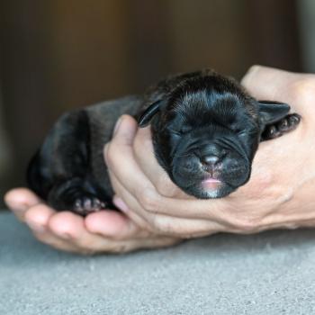 Behind the lines Des Symphonies d'arlequin Femelle Bulldog continental