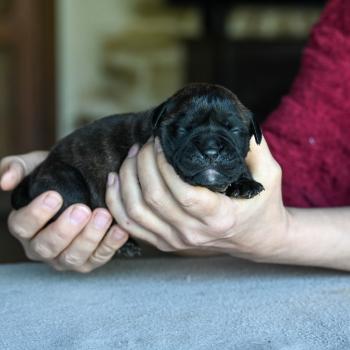 Behind the lines Des Symphonies d'arlequin Femelle Bulldog continental