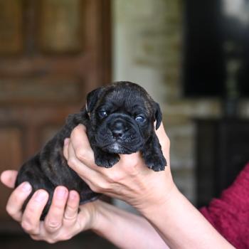 Behind the lines Des Symphonies d'arlequin Femelle Bulldog continental