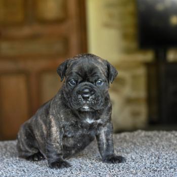 Behind the lines Des Symphonies d'arlequin Femelle Bulldog continental