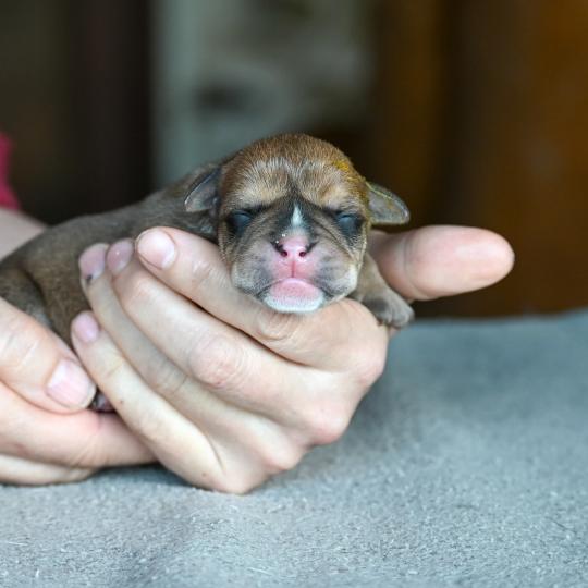 Behind the river Des Symphonies d'arlequin Femelle Bulldog continental