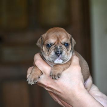 Behind the river Des Symphonies d'arlequin Femelle Bulldog continental