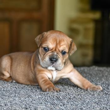 Behind the river Des Symphonies d'arlequin Femelle Bulldog continental