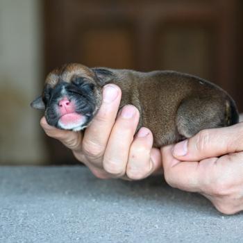Behind the sea Des Symphonies d'arlequin Femelle Bulldog continental