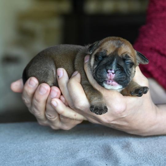 chiot Bulldog continental Fauve Behind the sea Elevage des Symphonies d'arlequin  
