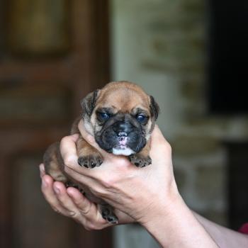 Behind the sea Des Symphonies d'arlequin Femelle Bulldog continental