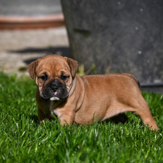 chiot Bulldog continental Fauve Behind the sea Elevage des Symphonies d'arlequin  
