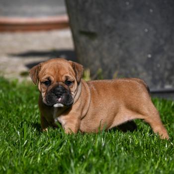 Behind the sea Des Symphonies d'arlequin Femelle Bulldog continental