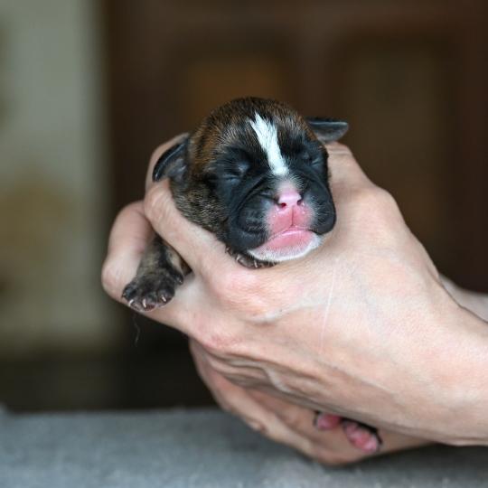Behind the smile Des Symphonies d'arlequin Mâle Bulldog continental