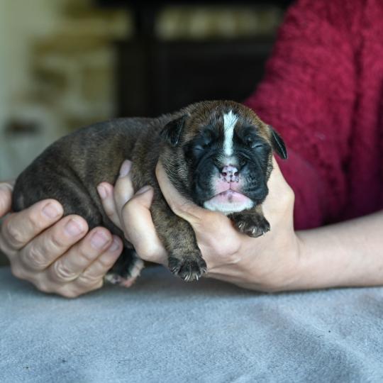 chiot Bulldog continental Bringé Behind the smile Elevage des Symphonies d'arlequin  