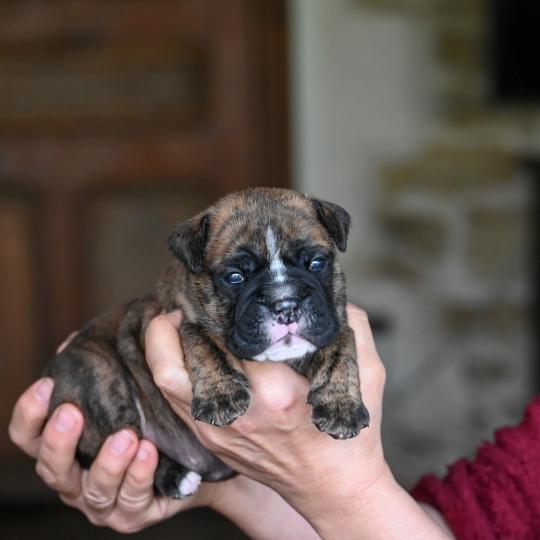chiot Bulldog continental Bringé Behind the smile Elevage des Symphonies d'arlequin  