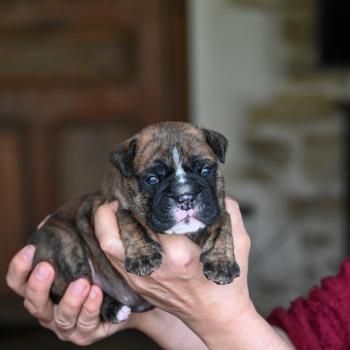 Behind the smile Des Symphonies d'arlequin Mâle Bulldog continental
