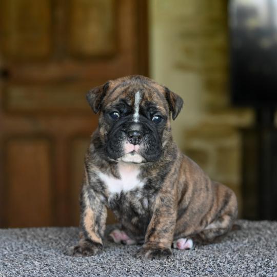 chiot Bulldog continental Bringé Behind the smile Elevage des Symphonies d'arlequin  