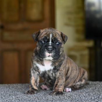 Behind the smile Des Symphonies d'arlequin Mâle Bulldog continental