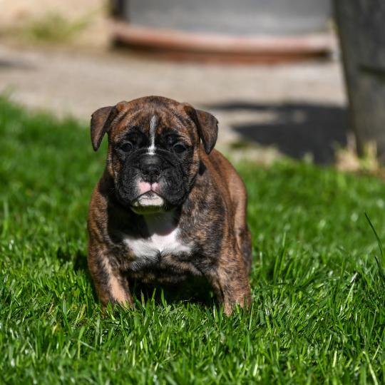 chiot Bulldog continental Bringé Behind the smile Elevage des Symphonies d'arlequin  