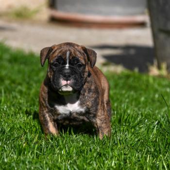 Behind the smile Des Symphonies d'arlequin Mâle Bulldog continental