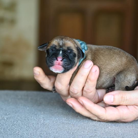 Behind the street Des Symphonies d'arlequin Femelle Bulldog continental