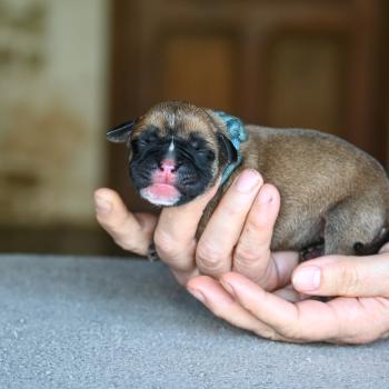Behind the street Des Symphonies d'arlequin Femelle Bulldog continental