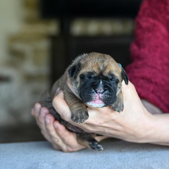chiot Bulldog continental Fauve Behind the street Elevage des Symphonies d'arlequin  