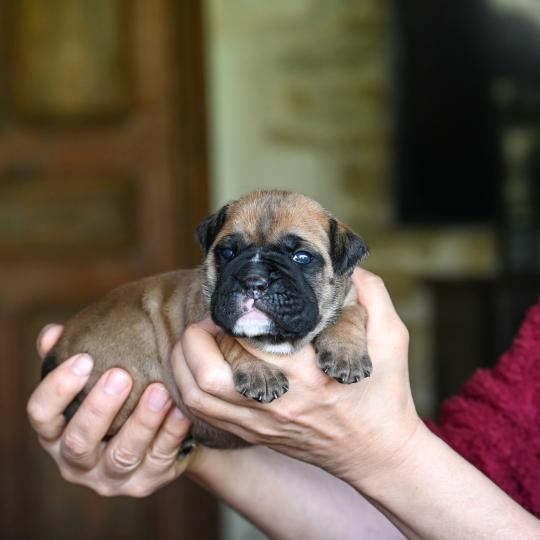 chiot Bulldog continental Fauve Behind the street Elevage des Symphonies d'arlequin  
